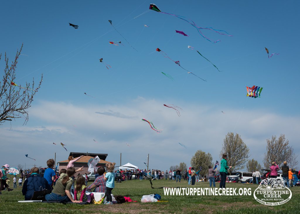 Kite Fest Breaks Records Turpentine Creek Wildlife Refuge