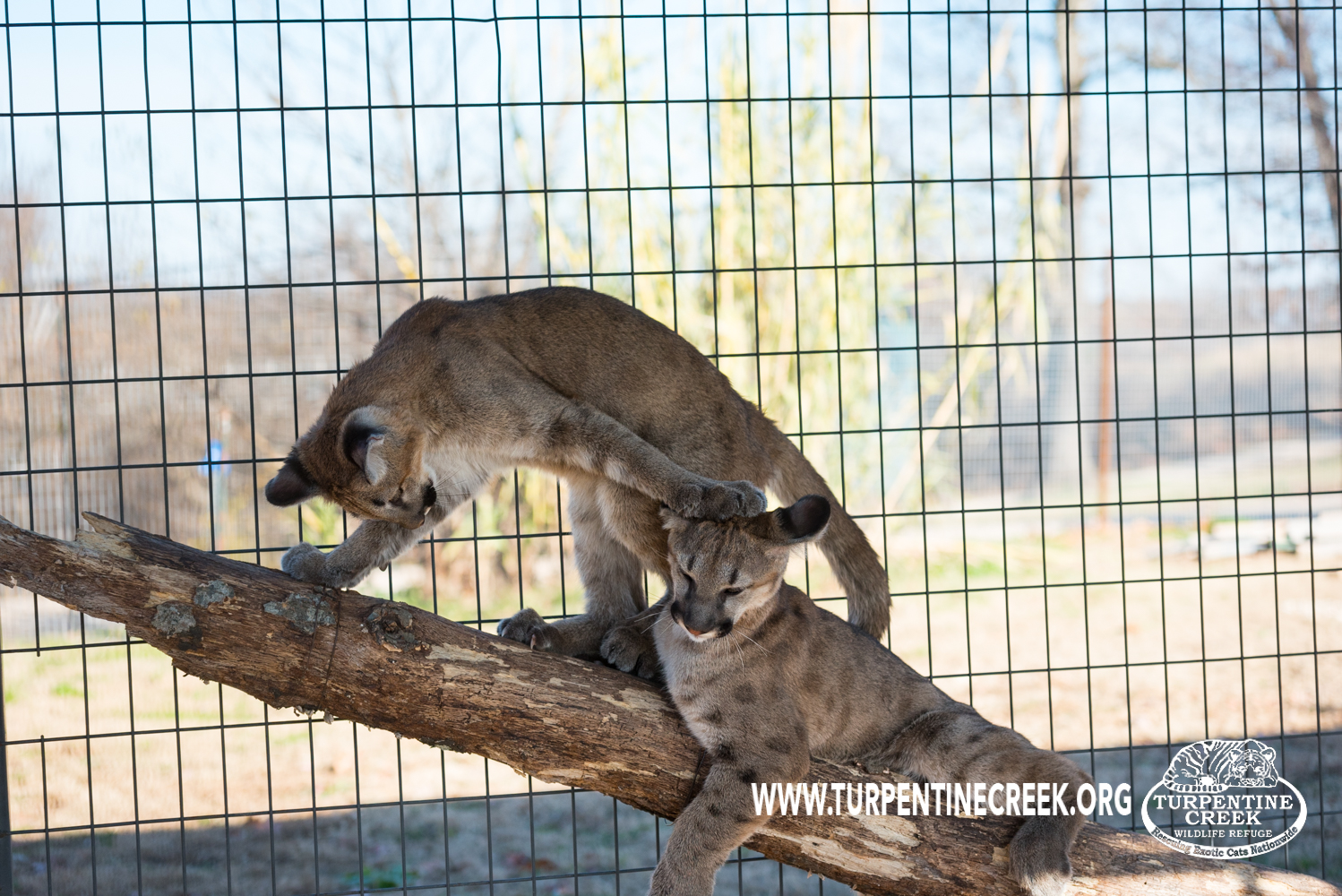 The Reality of Cub Petting | Turpentine Creek Wildlife Refuge