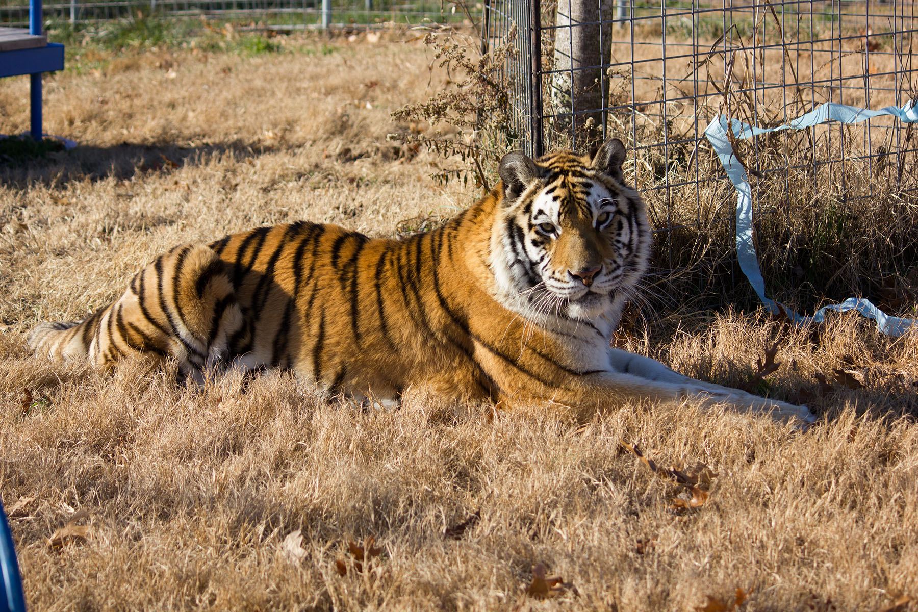 Tiger Creek Animal Sanctuary to introduce three tiger cubs to public