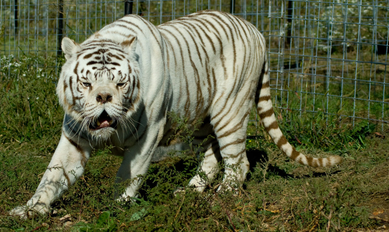 white tiger people said down syndrome｜TikTok Search