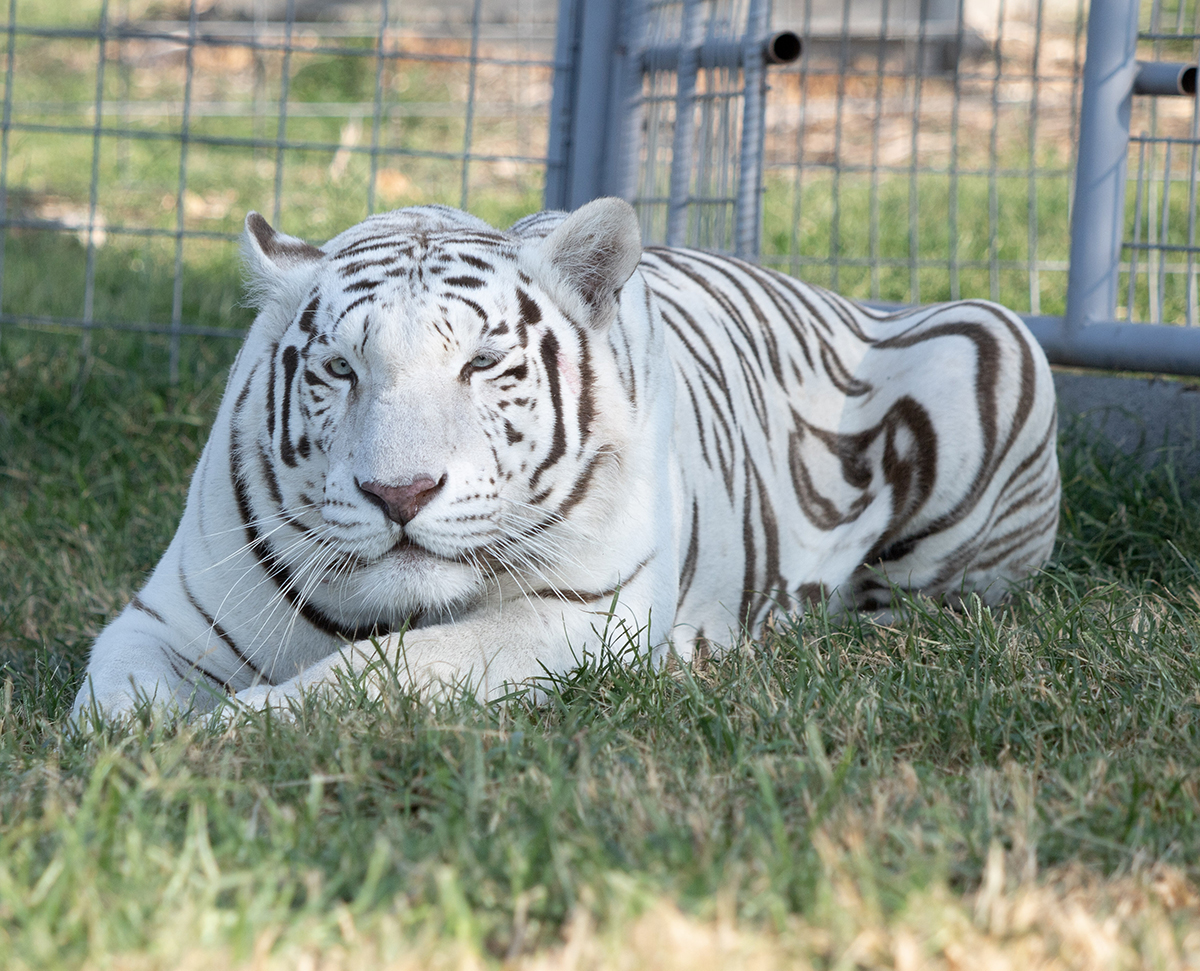 The US Has A Tiger Problem | Turpentine Creek Wildlife Refuge