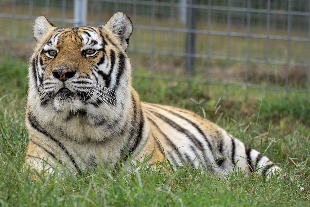 Not Our King | Turpentine Creek Wildlife Refuge