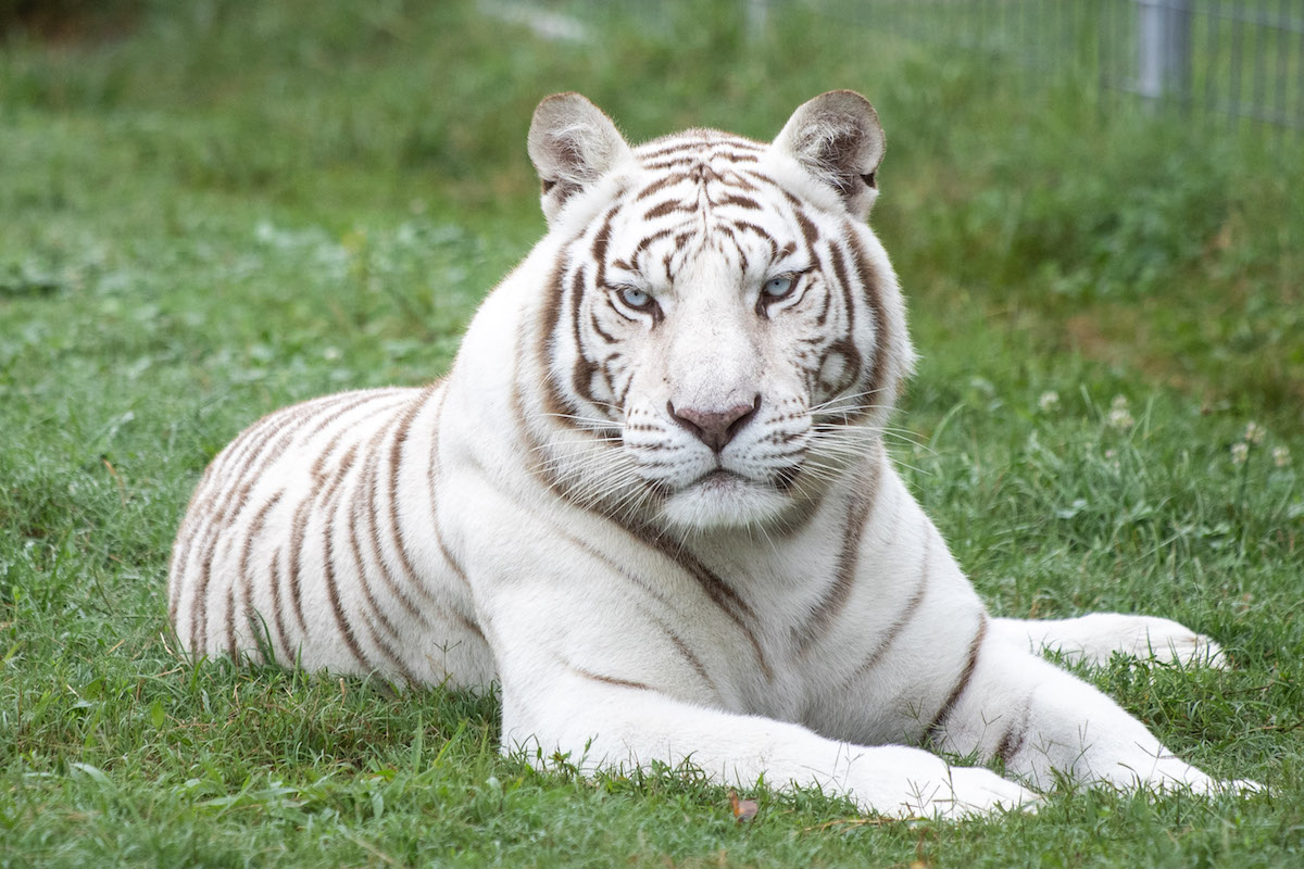 types of white tigers