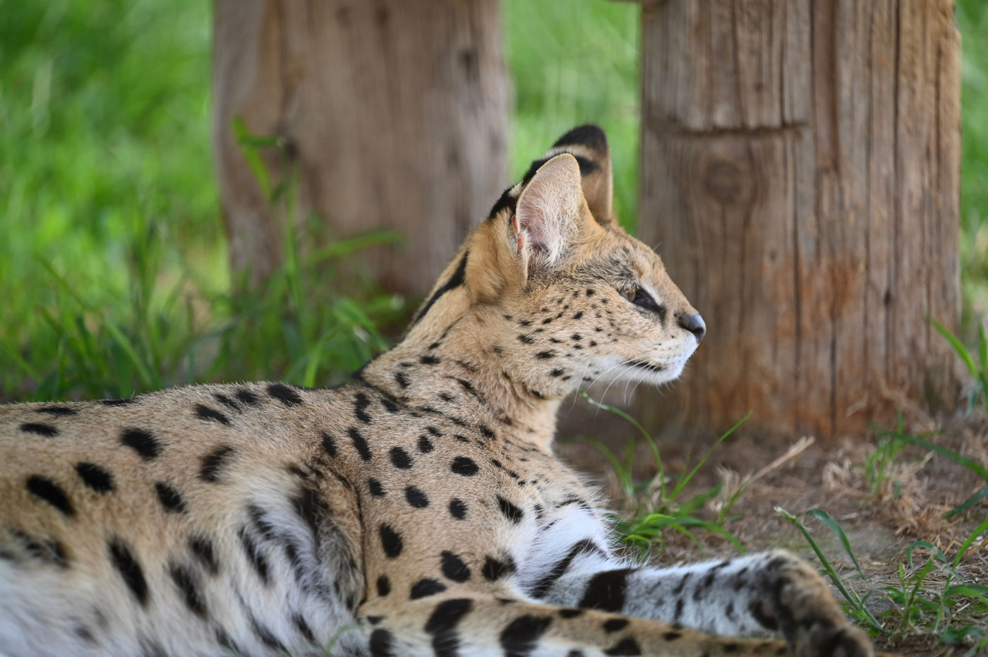 Wild Animal Coloring Book – Turpentine Creek Wildlife Refuge