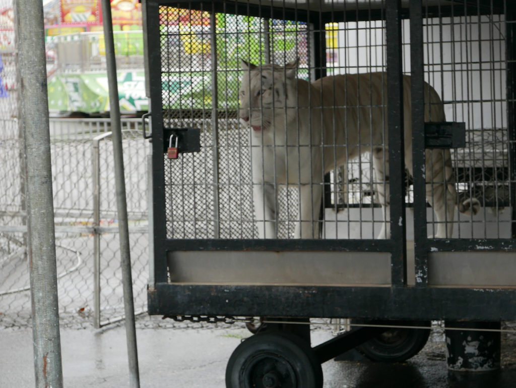 White Tiger Inbreeding - Animal Ethics RI