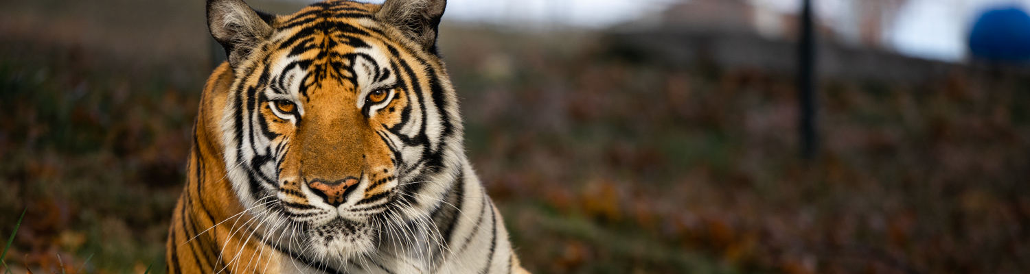 Indianapolis Zoo Asking Public to Help Name Two New Tiger Cubs