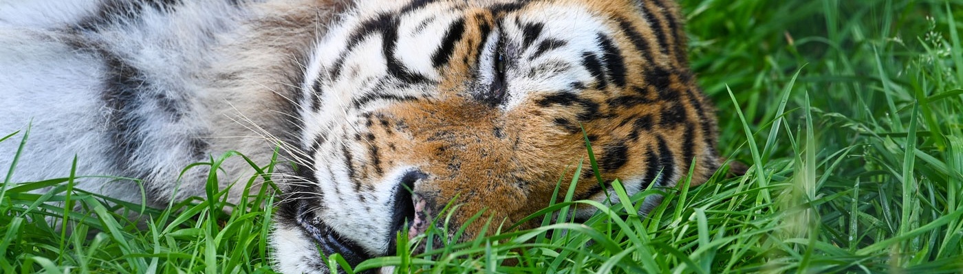 Playful Cheetah Sport Bottle – Turpentine Creek Wildlife Refuge