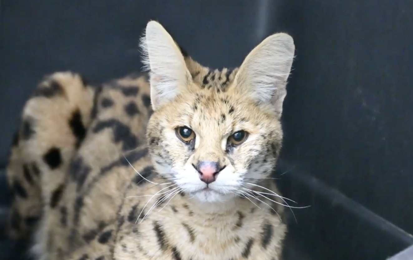 Turpentine Creek Rehomes 34 Cats 