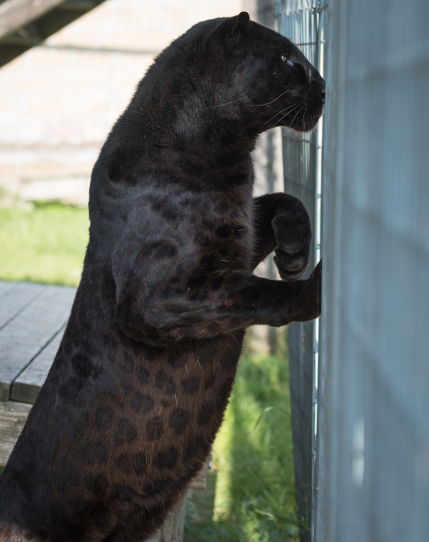 Unveiling the Myth Black Panthers Revealed as Mystical Melanistic