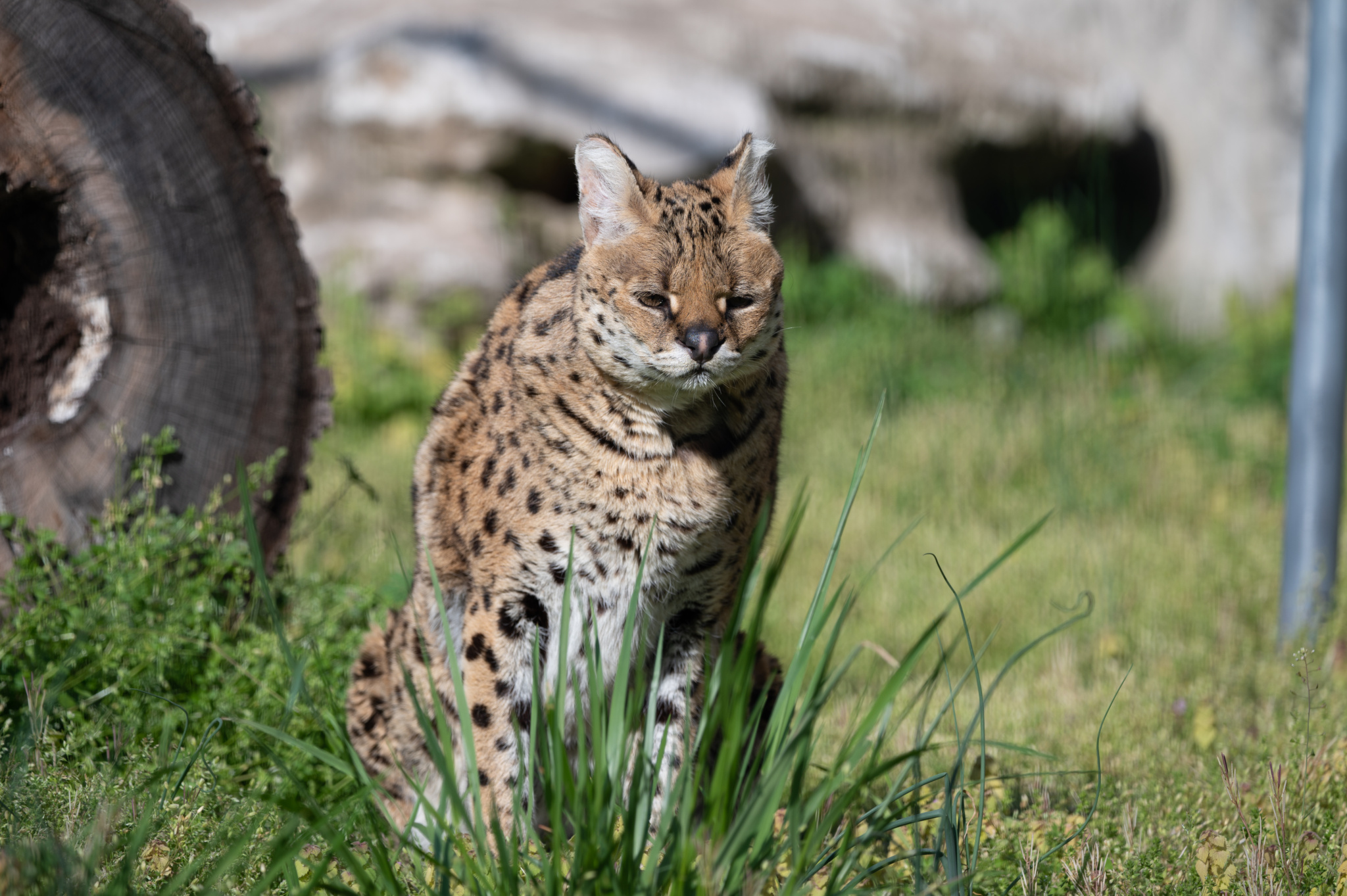 The Hunter: The Ironic Success of the African Serval | Turpentine Creek ...