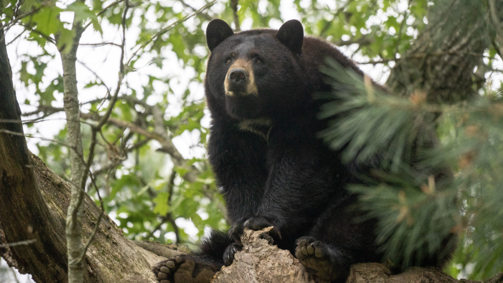 What is the significance of Black Bear Day? Turpentine Creek Wildlife