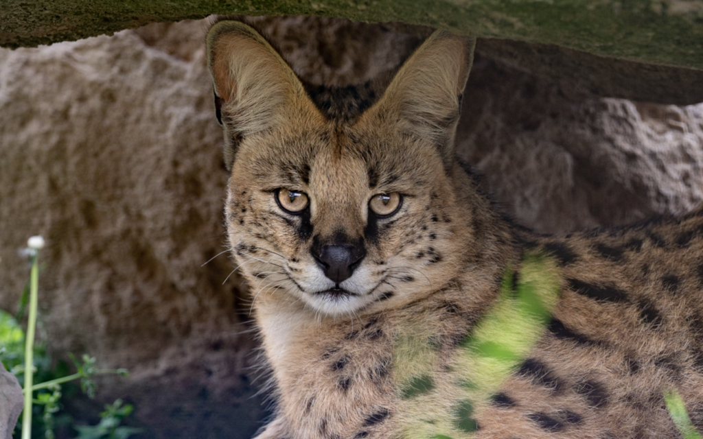 Jake has slit shaped pupils, compared to the larger big cats that have rounded pupils