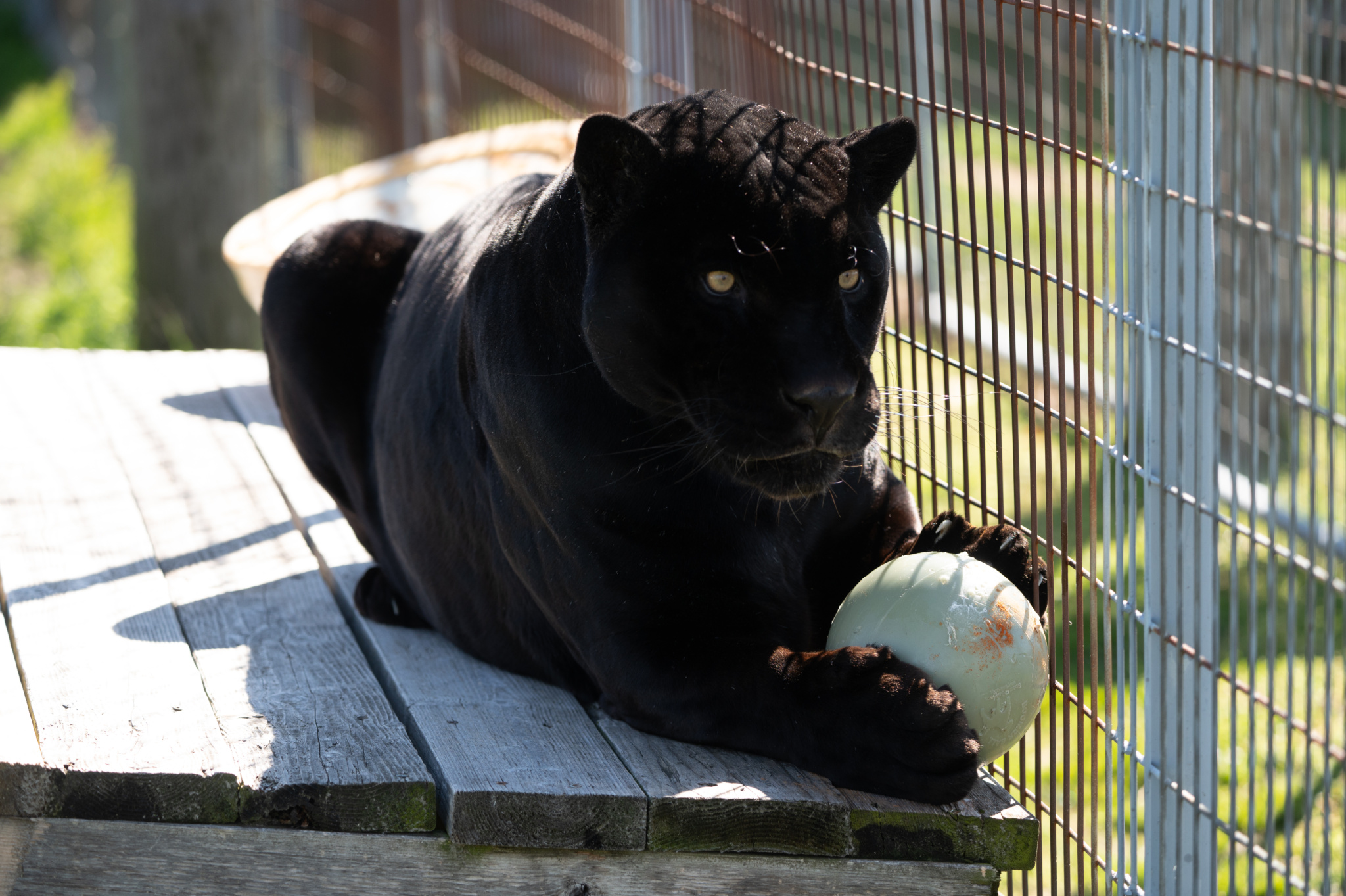 Black Cat Appreciation Day What is It and Why is It Important