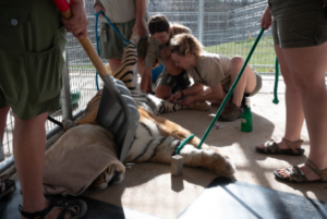 Big Cat Rescue | Turpentine Creek Wildlife Refuge