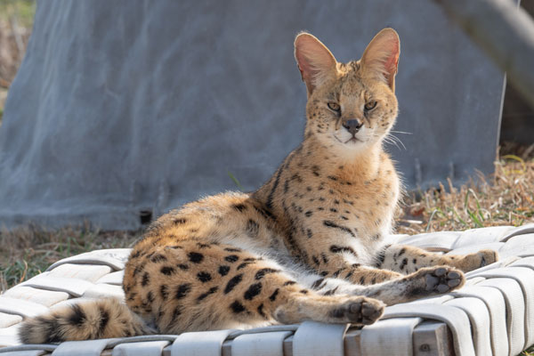 Big cat resting